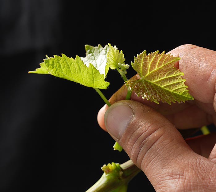 Artisans Vignerons d'Yvorne